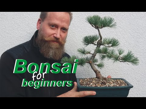 Mädchenkiefer- Entwicklung zum Bonsai