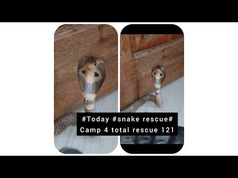 Today snake rescue camp 4 total rescue 121