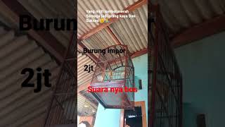 Download lagu burung masteran paling digemari kicau mania, cucak cungkok gacor suara jernih mp3