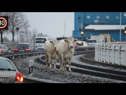 Ausgebüxt: Polizisten in Wolgast als Cowboys unterwegs