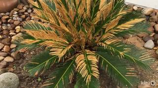 Why Browned Leaves on Sago Palm | Daphne Richards |Central Texas