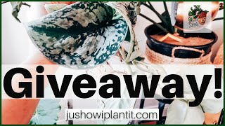 Scindapsus Pictus Houseplant GIVEAWAY!!!