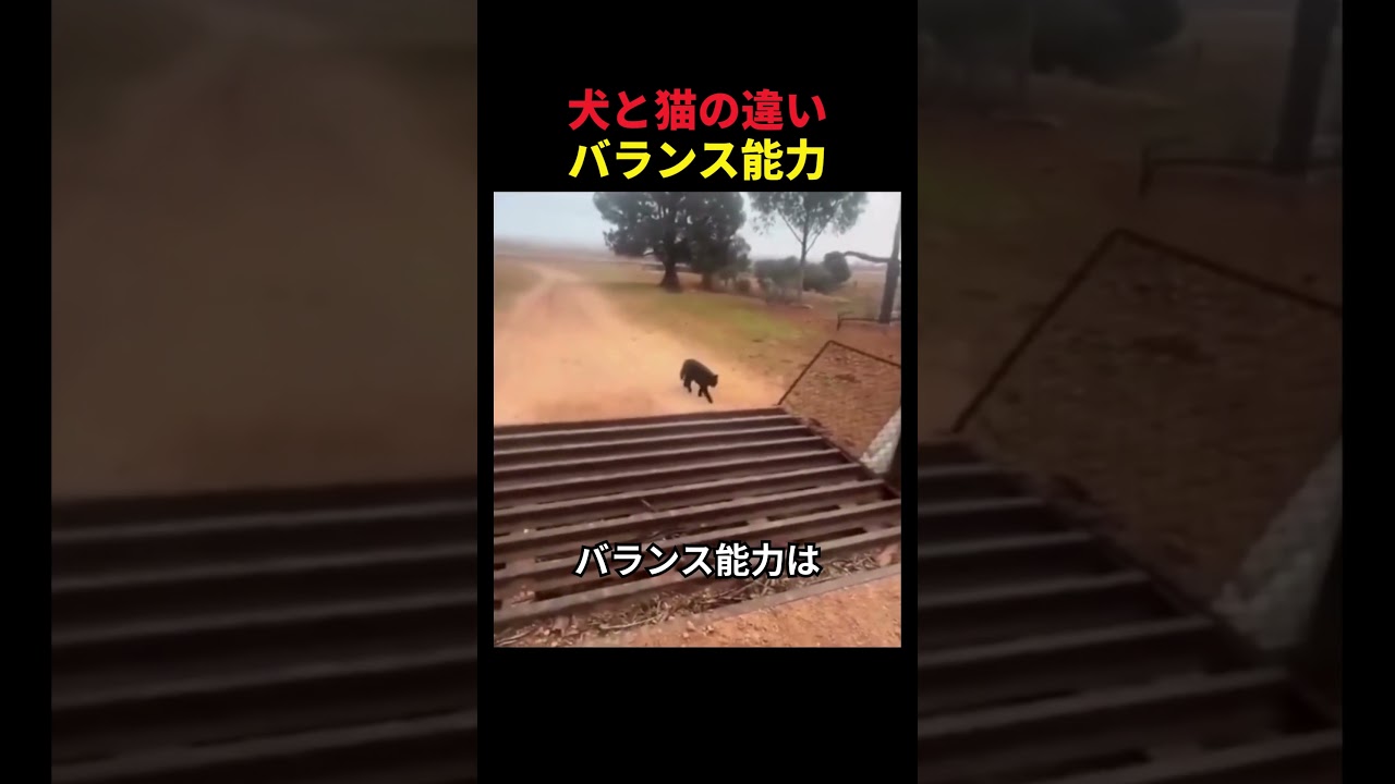 犬と猫のバランス能力の違い🤫暴露します🔥