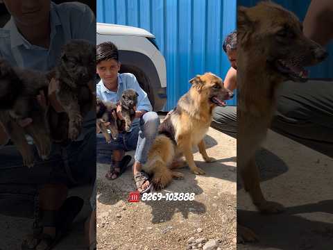 German Shepherd Puppies 🐶 | Rajendra Kennel #dogs #german