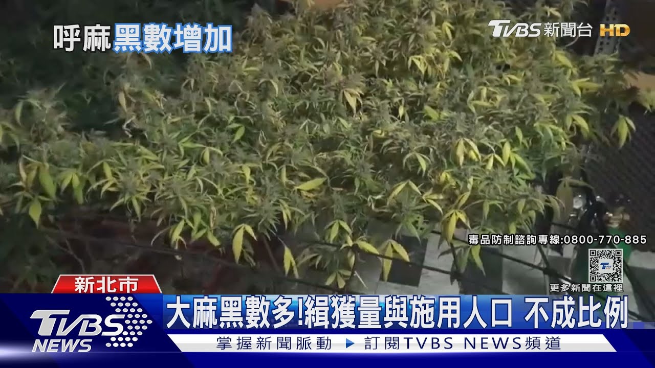 大麻緝獲有黑數?數量與施用人不成正比 進口郵包仍有漏洞