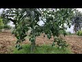 AMRAPALI Mango Tree Beutiful Setting Of Mangoes