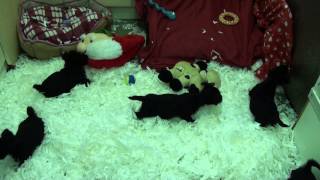 preview picture of video 'Little Rascals Uk breeders New litter of Scottie boys and girls'