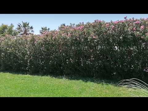 Akti Beach Club - Kos