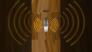 Download lagu Suara Tonggeret #shorts #shortvideo mp3 Download lagu Suara Tonggeret #shorts #shortvideo mp3