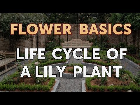 How to Get More Canna Lily Blooms