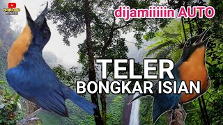 Download lagu SUARA TLEDEKAN GUNUNG NYULING || Terapi air untuk tledekan gunung | pancingan tledekan gunung bahan mp3