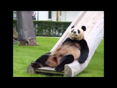 funny pics by alfie greener