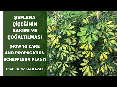 , title : 'Şeflera Çiçeğinin Bakımı ve Çoğaltılması. How To Care and Propagation Schefflera Plant.'