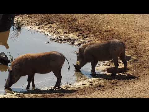 Djuma: Warthogs-two adult females - 07/19/19