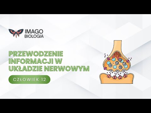 Conduction of information in the nervous system