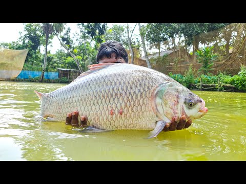 Cast Net Fishing | Net Fishing | Best Net Fishing Video