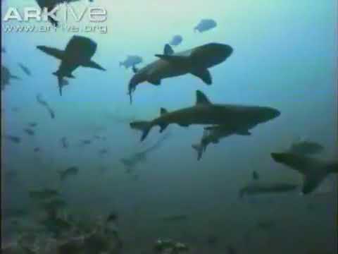 Ninja Sharks: The Whitetip Reef Sharks