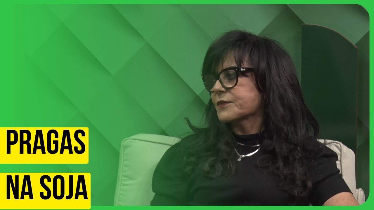 Manejo de percevejo na safra 2024/25