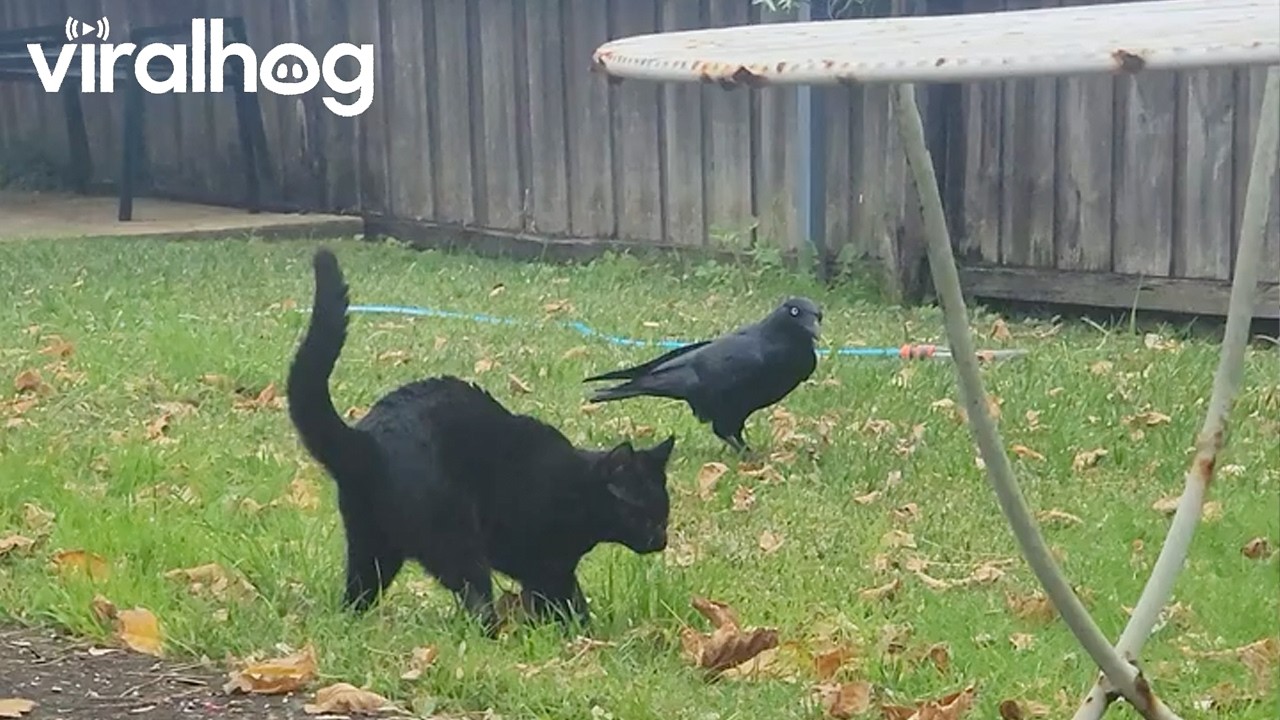 Blind Cat With Cerebellar Hypoplasia Makes Friends With a Raven || ViralHog
