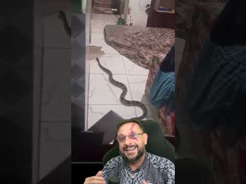 Surucucu-pico-jaca dentro de casa em Teolândia BA #biologohenrique #animais #bichoesperto #biologo