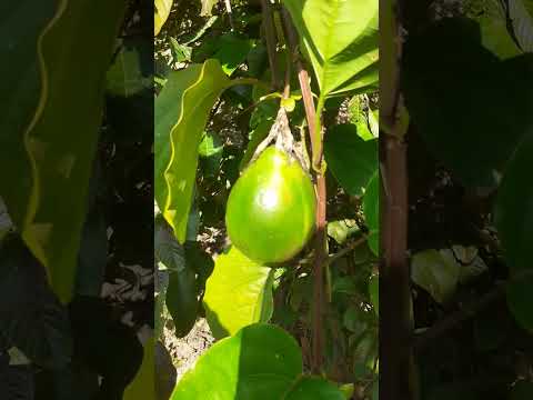 passeio no sítio em ilhota sc