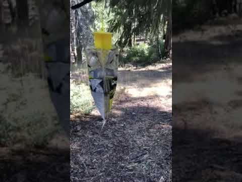 Video review of Dinkey Creek Campground.