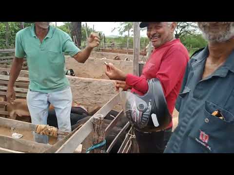 FEIRA DOS ANIMAIS EM OURICURI PERNAMBUCO DIA, 02-05-2024. #carneiro #bodes #porcos