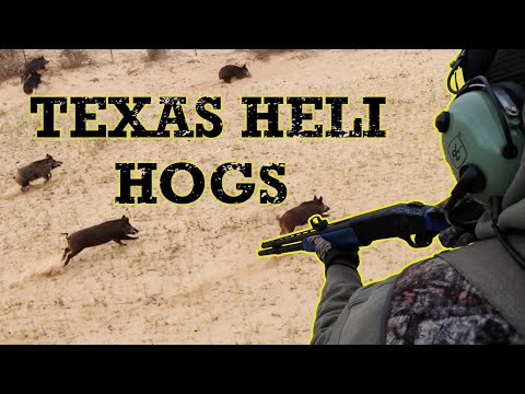 Helicopter Hog Hunting in Texas!
