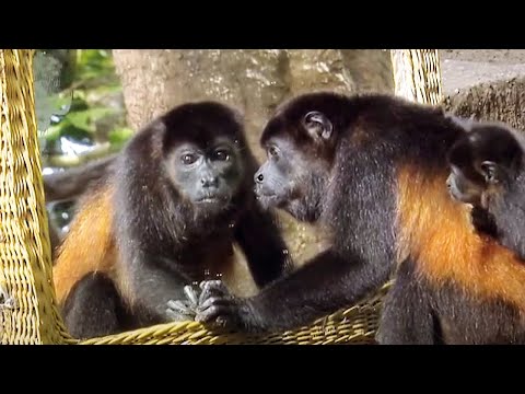 Animals Like Us - Animal Emotions