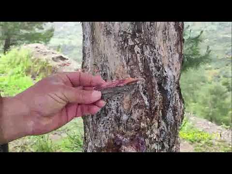 Plantes médicinales,, Le Pin  ( Tayda - Azunbay )