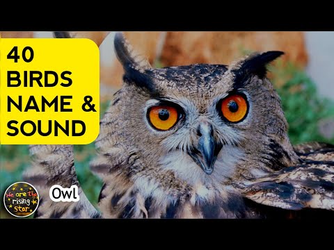 40 Birds | Birds Name & Sound | Birds name in English | WATRstar #watrstarbirds#beautifulbirds
