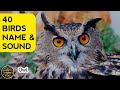 40 Birds Birds Name Sound Birds Name In English WATRstar Watrstarbirds Beautifulbirds
