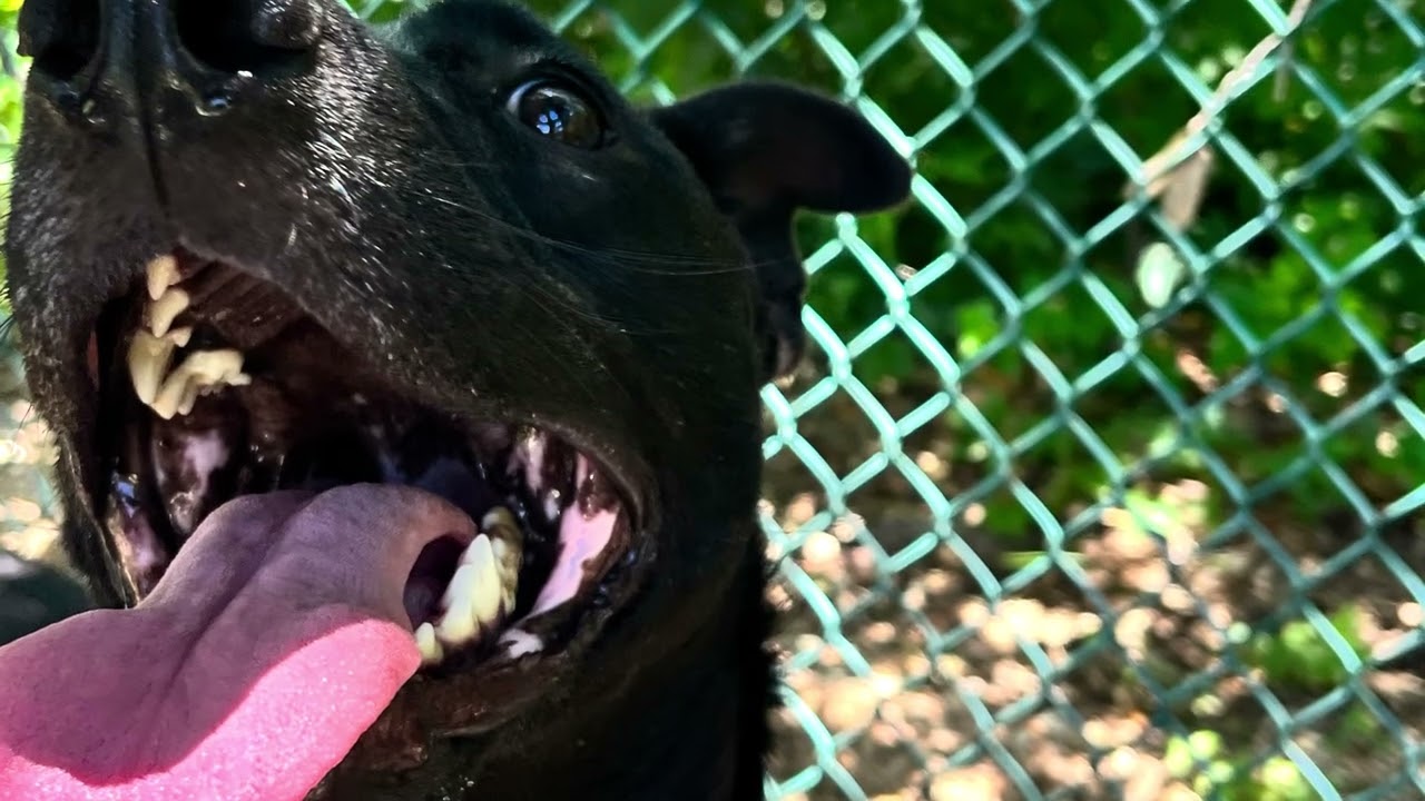 Enlarge Yolanda, a ADOPTABLE mixed breed in Austin, TX video 6/6