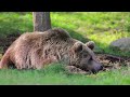 The Top 5 INSANE Hunting Locations in Alaska - Trophy Heaven!