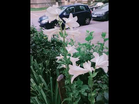 Beautiful flower # shorts