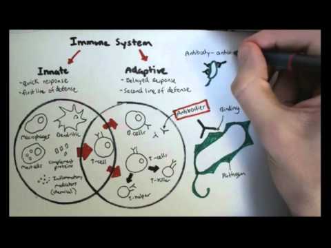Immunology Overview