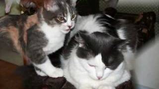 Pet Shop Boys - Flamboyant