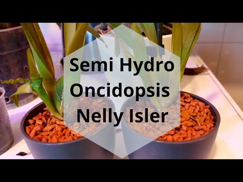 Semi Hydro for Oncidopsis Nelly Isler; Repotting Oncidium Orchids