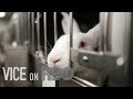 The Life Of A Lab Rat VICE On HBO Bonus
