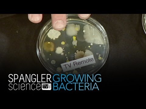 Growing Bacteria - Cool Science Experiment