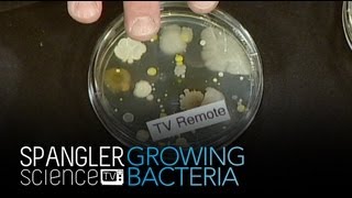 Growing Bacteria - Cool Science Experiment