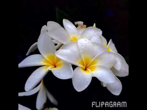 download lagu mp3 mp4 Flowers By Valli, download lagu Flowers By Valli gratis, unduh video klip Flowers By Valli