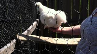 Adventures in raising Silkie chickens part 3: Blending new fowl in with others