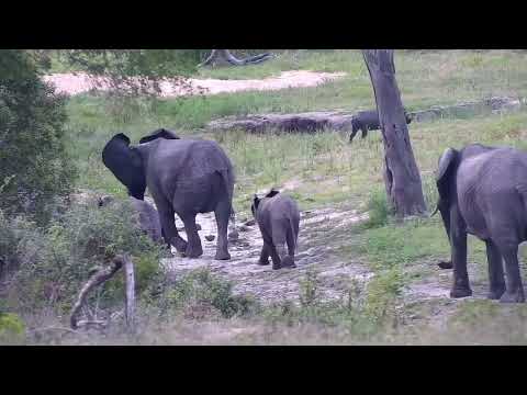 Djuma: Small group of Elephants get quick drink at the dam - 15:58 - 12/05/2022
