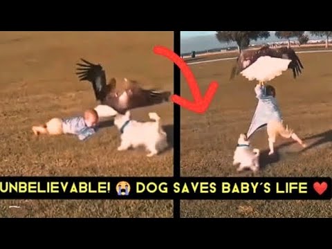 Dogs Saving Babies Compilation  – You Won’t Believe These Heroic Moments!#ceekmedia