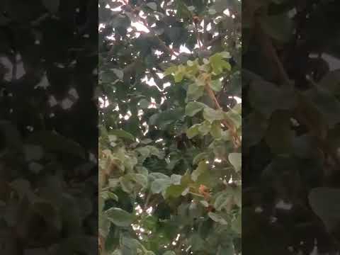 Galo da campina em Laranjal-MG #minasgerais #passaro #animals #nature