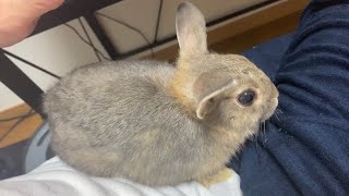 可愛いうさぎをなでなでしてみた【癒し動画】
