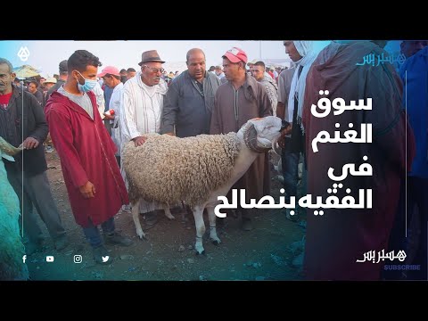 سوق الغنم بالفقيه بن صالح.. بائعو المواشي كين المليح وكين الثمن