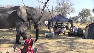 Elephant through our Campsite - Khwai River, Botswana 2012