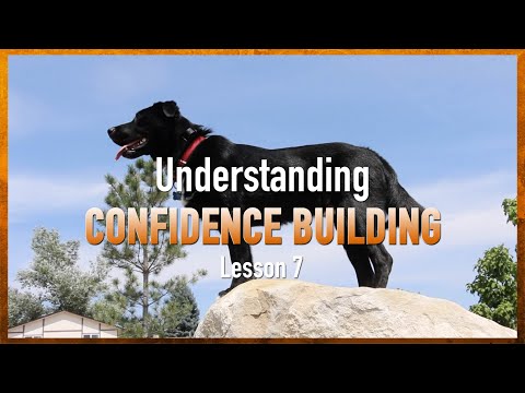 Confidence Building, Counterconditioning and Desensitization. Lesson 7